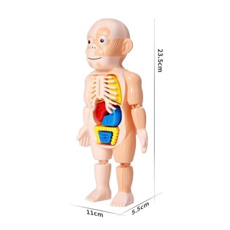 Jucarie educativa model corpul uman, 18 piese, 23 cm [3]