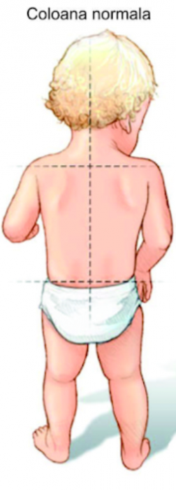 Premergator, +6 luni, Cu panou de jucarii si Spatar dublu [5]