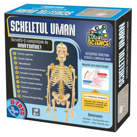 Jucarii - SCHELETUL UMAN