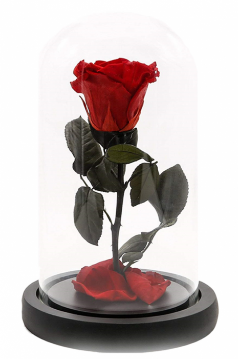 Dragoste si trandafir nemuritor in cupola - rosu [2]