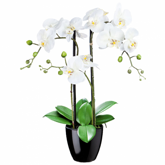 Orhidee alba - 2 ramuri [1]