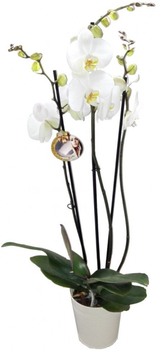 Orhidee alba cu 3 ramuri [1]