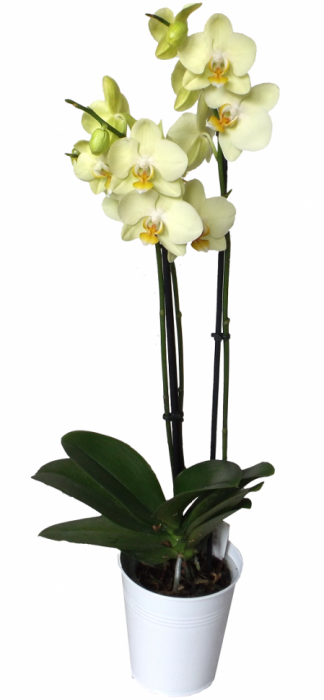 Orhidee galben verzuie [1]