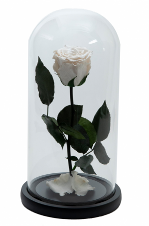 Dragoste si trandafir nemuritor in cupola - alb [1]