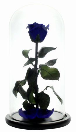 Dragoste si trandafir nemuritor in cupola - albastru [1]