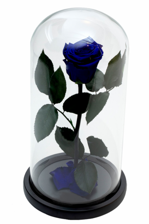 Dragoste si trandafir nemuritor in cupola - albastru [0]