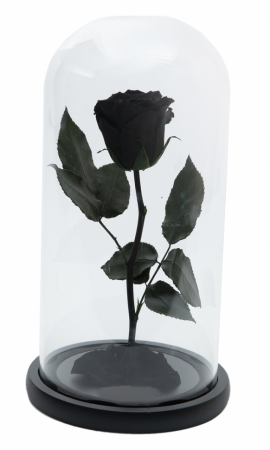 Dragoste si trandafir nemuritor in cupola - negru [1]
