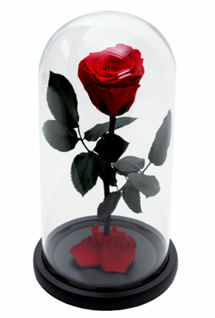 Dragoste si trandafir nemuritor in cupola - rosu [0]