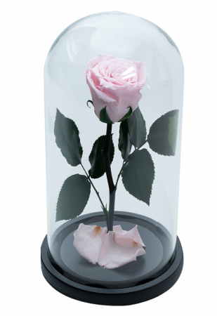 Dragoste si trandafir nemuritor in cupola - roz [0]