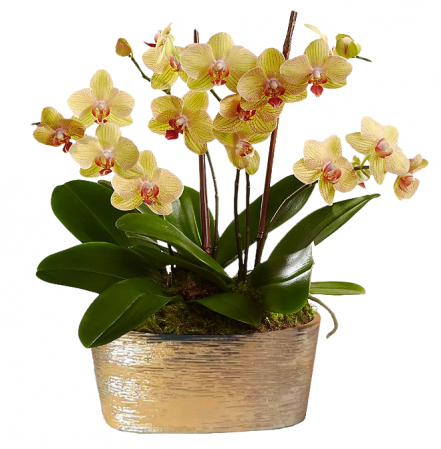Orhidee in vas ceramic [1]