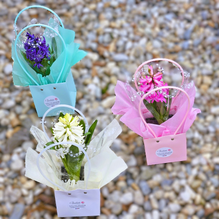 Buchete de primavară - Zambile la ghiveci