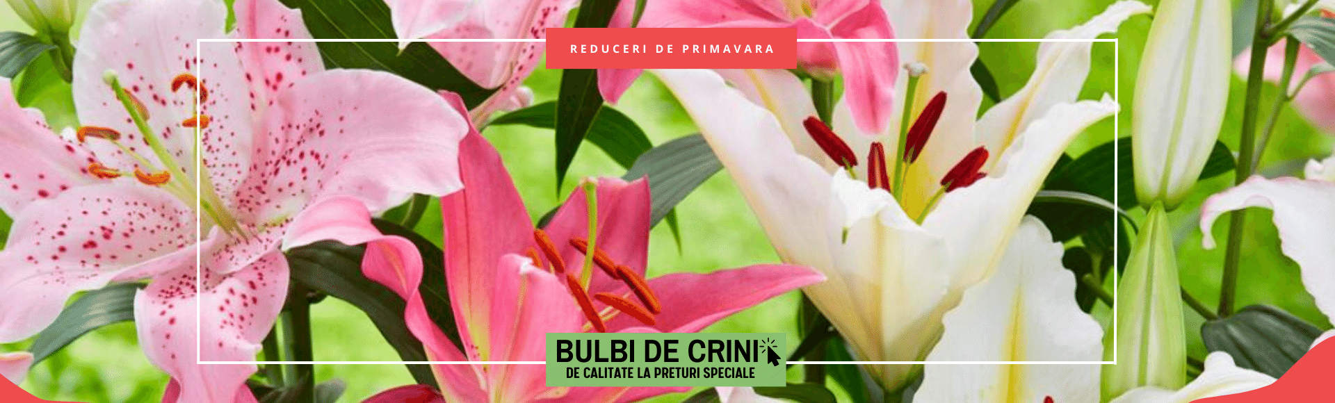 Bulbi de crini