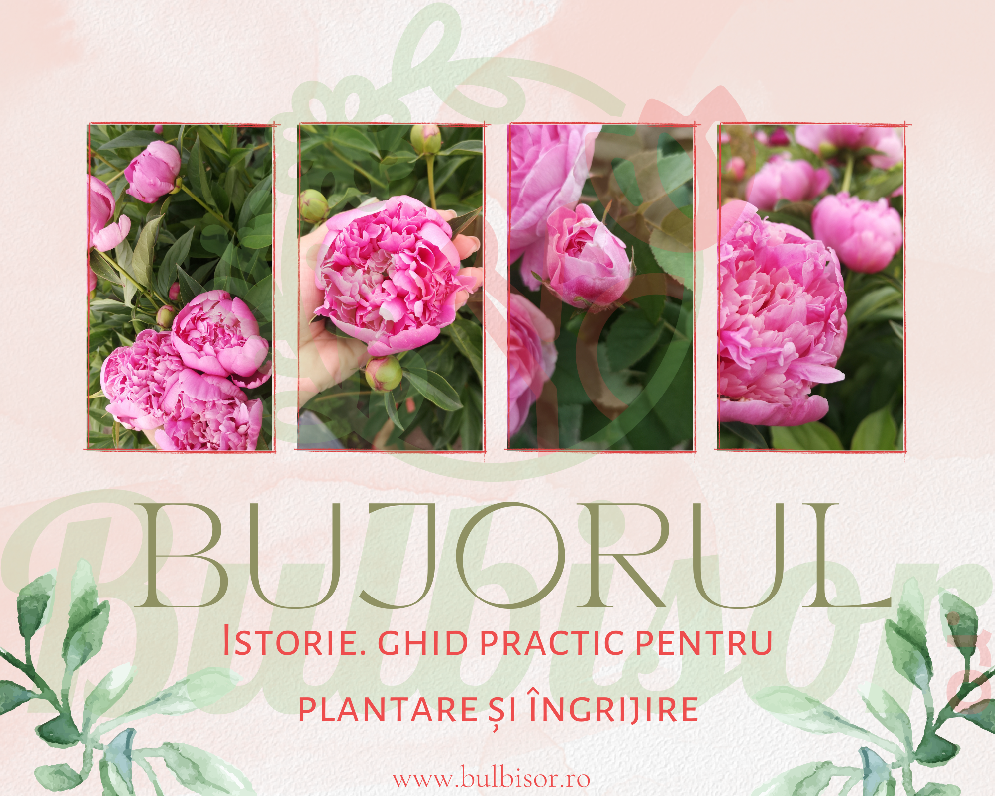 Bujorul (Paeonia officinalis): Istorie. Ghid Practic pentru Plantare si Ingrijire