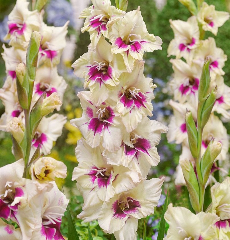gladiole
