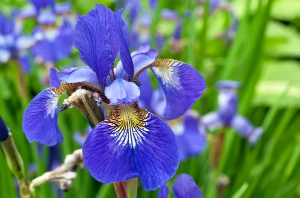 iris