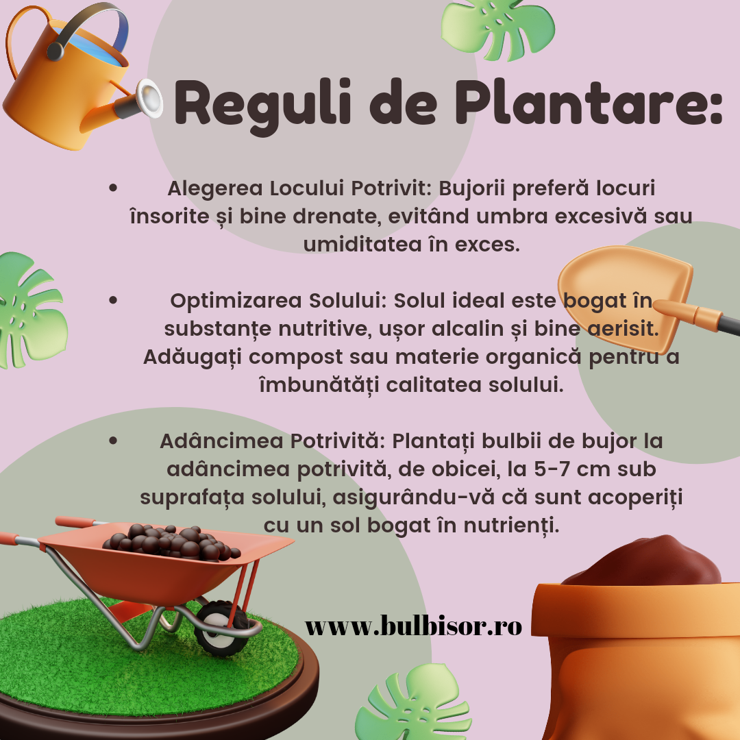 plantare bujori bulbisor
