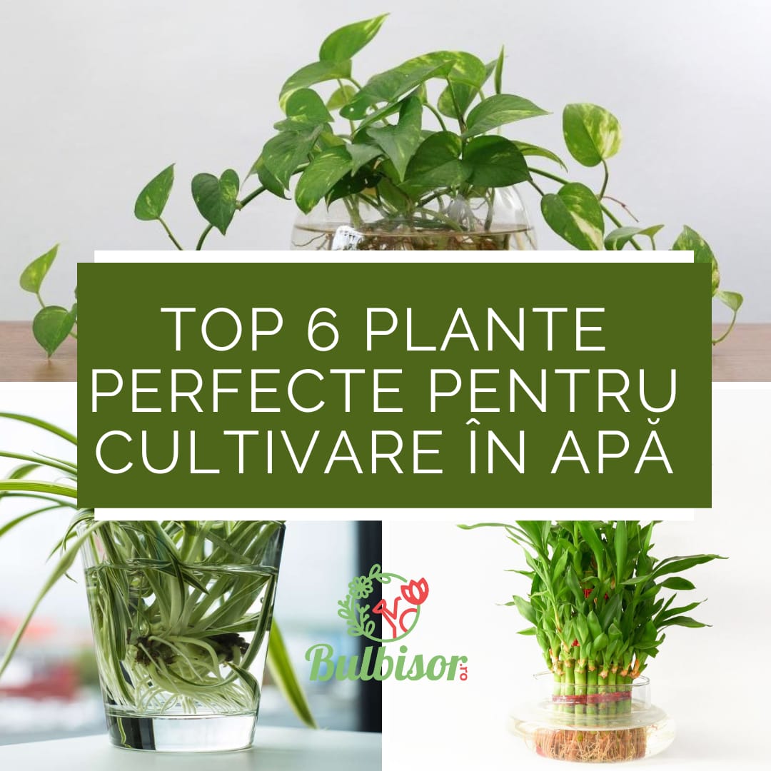 Top 6 Plante de Apartament Perfecte pentru Cultivare in Apa in 2024