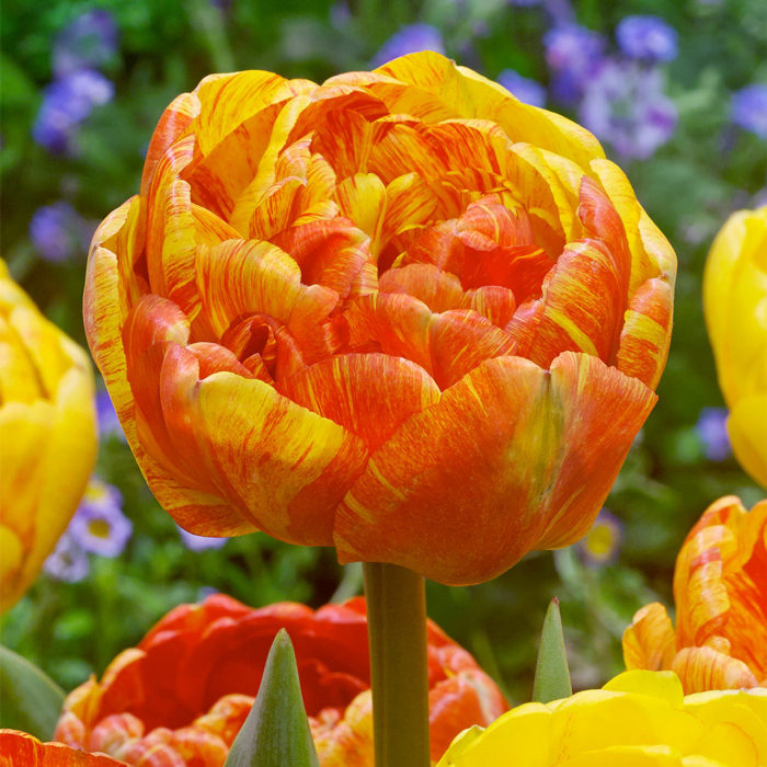 Lalele Double Beauty of Apeldoorn [1]