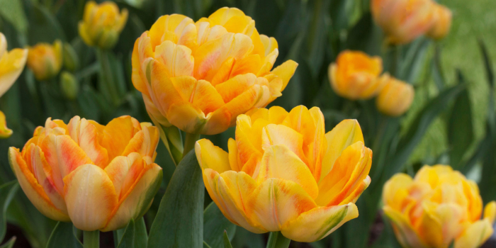 Lalele Double Beauty of Apeldoorn [5]