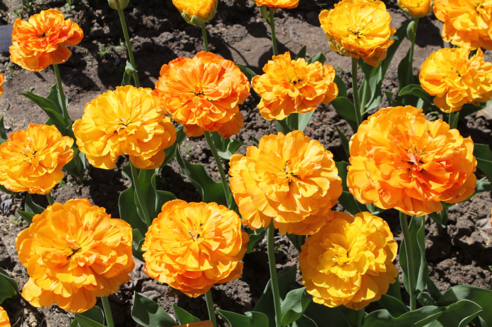 Lalele Double Beauty of Apeldoorn [4]