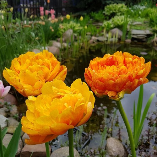 Lalele Double Beauty of Apeldoorn [3]