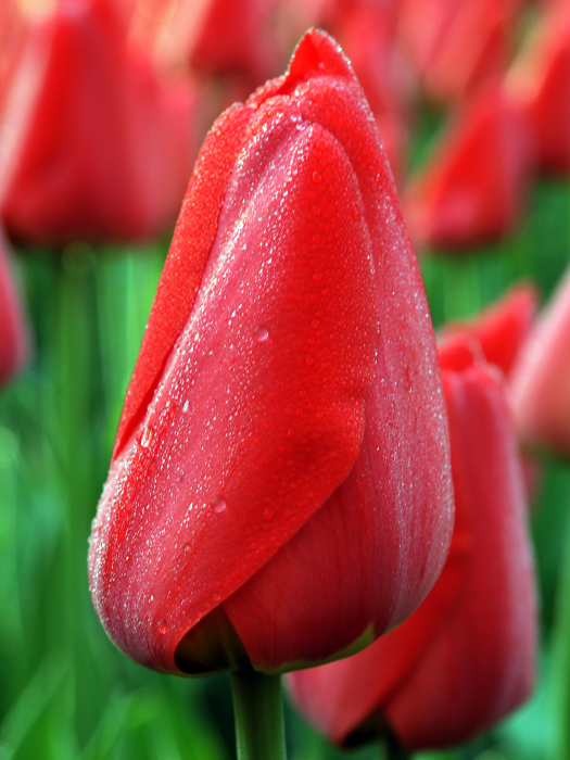 Lalele I to Holland [4]
