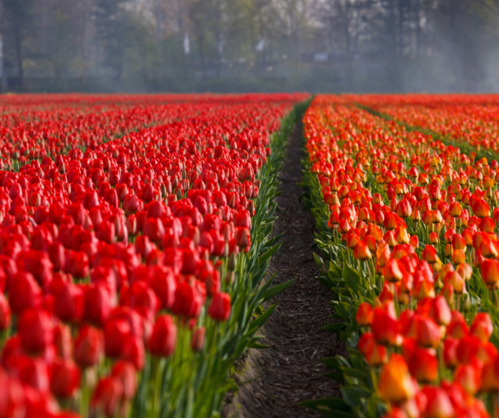 Lalele I to Holland [3]