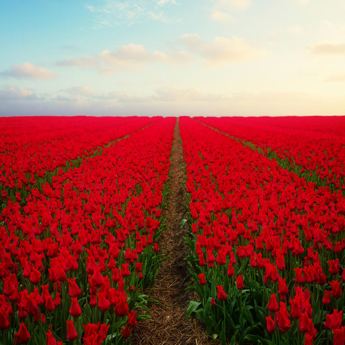 Lalele I to Holland [6]