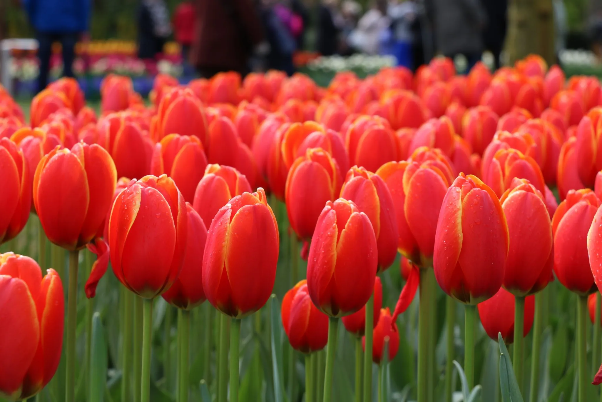 Lalele I to Holland [2]