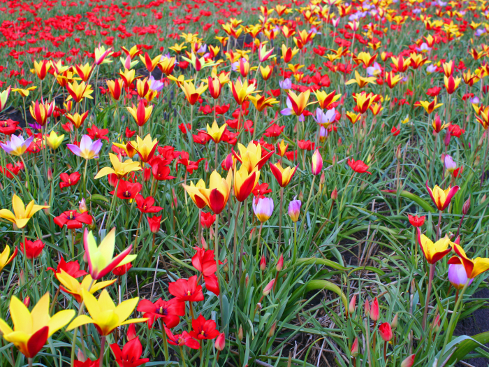 Lalele Mixed Botanical [4]