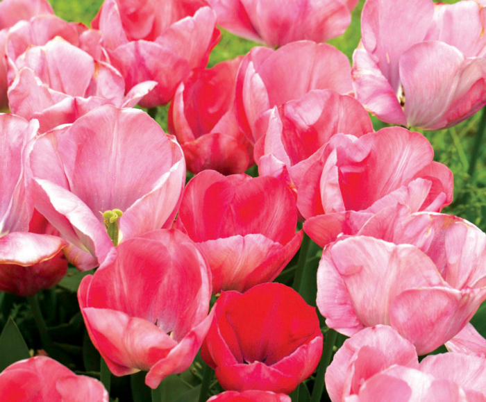 Lalele Mystic Van Eijk [4]