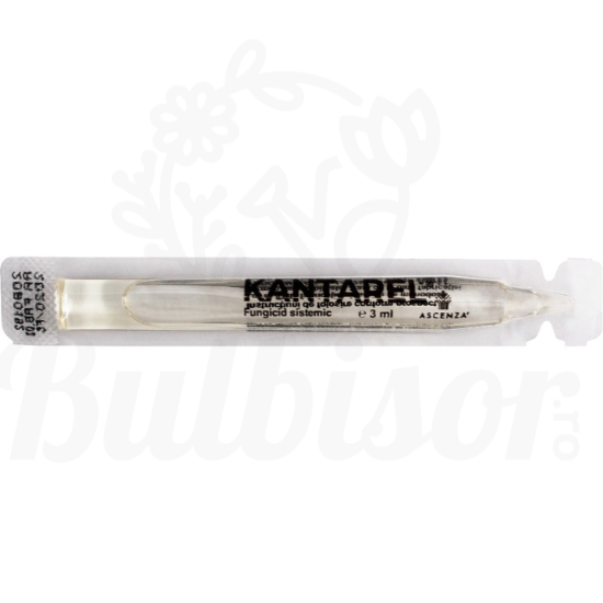 Kantarel [2]