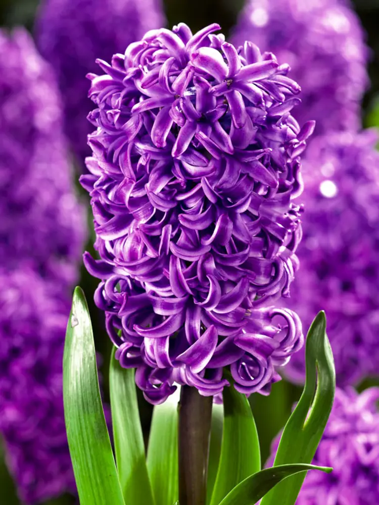 Zambile Purple Sensation [1]