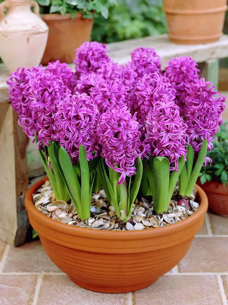 Zambile Purple Sensation [2]
