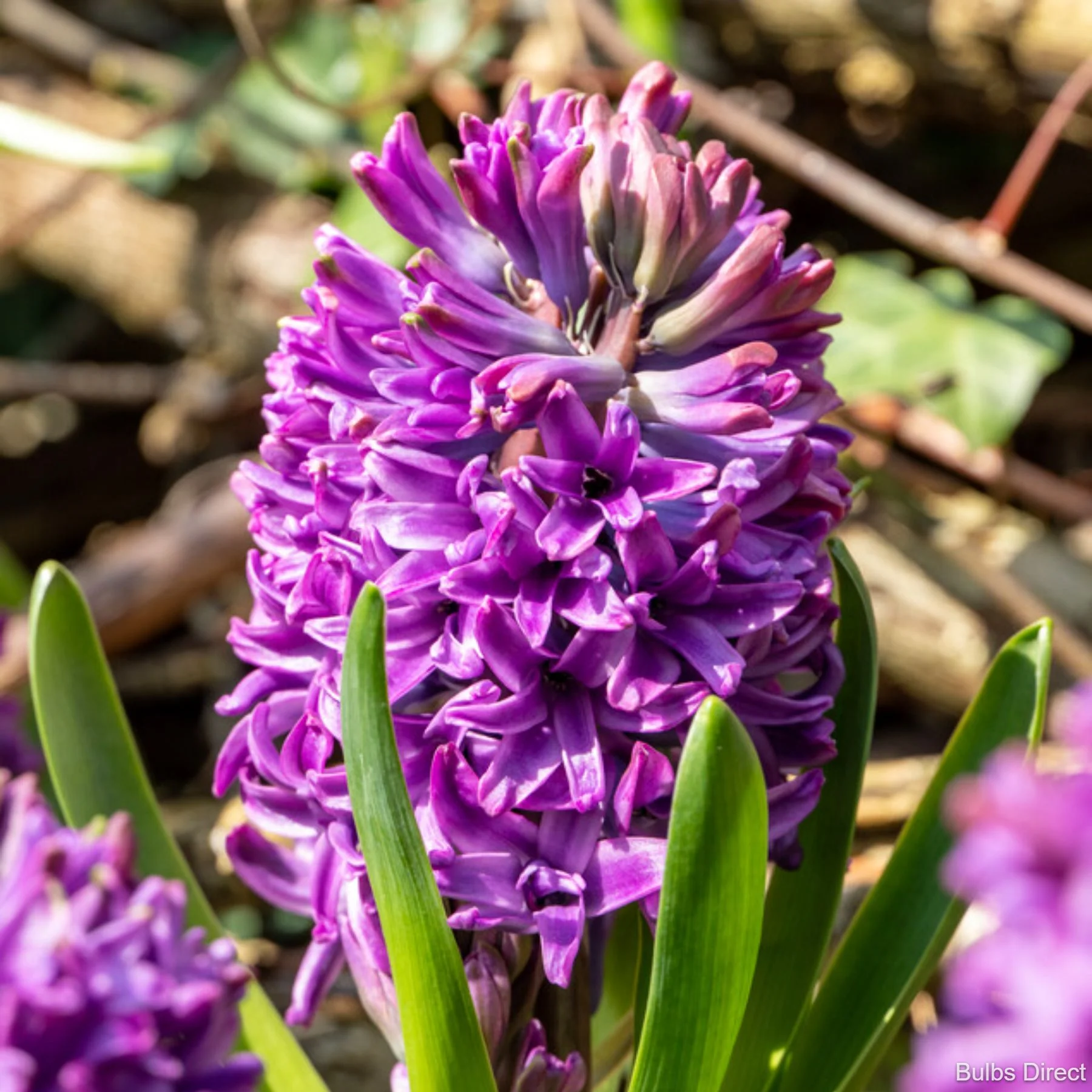Zambile Purple Sensation [6]