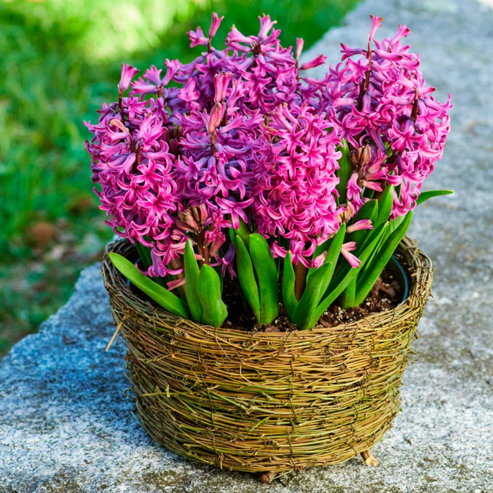 Zambile Purple Sensation [4]