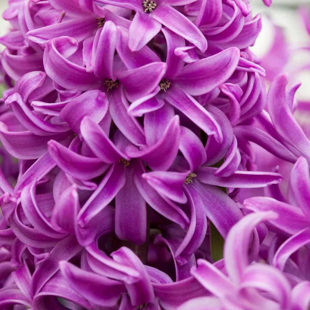 Zambile Purple Sensation [5]