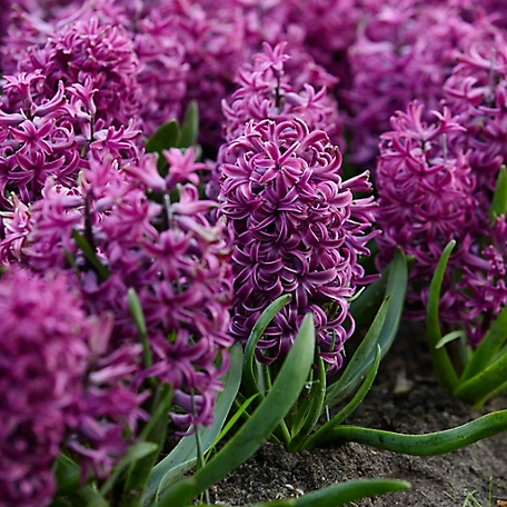 Zambile Purple Sensation [3]