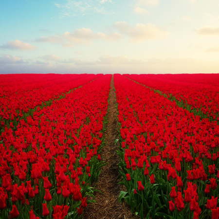 Lalele I to Holland [5]
