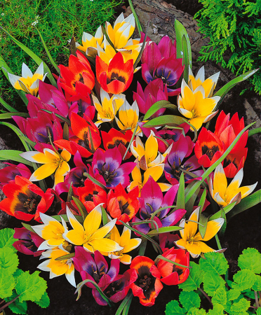 Lalele Mixed Botanical [1]