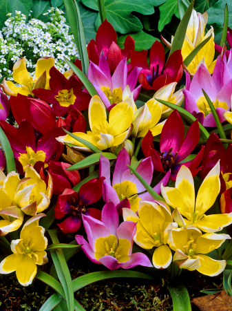 Lalele Mixed Botanical [2]