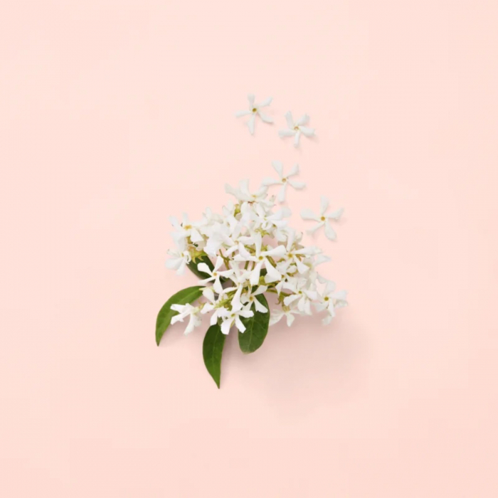 Bloom [4]