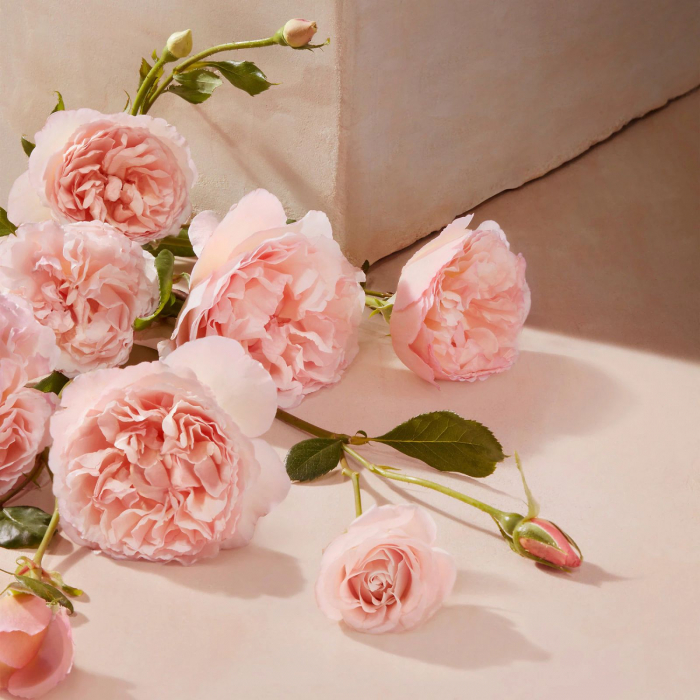 Roses de Chloé [4]