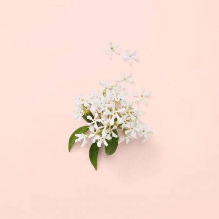 Bloom [3]