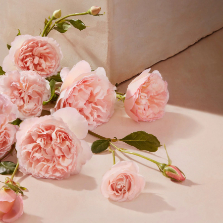 Roses de Chloé [3]