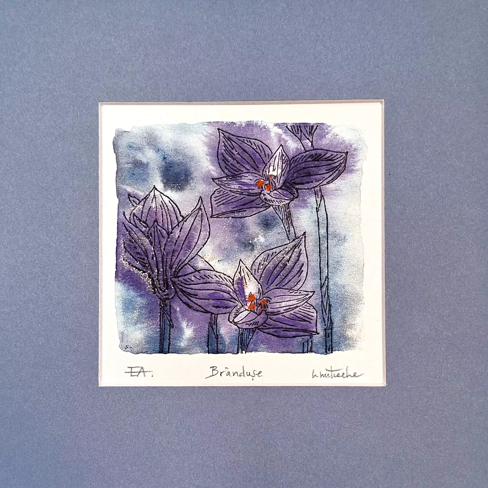 Brândușe - gravură [5]