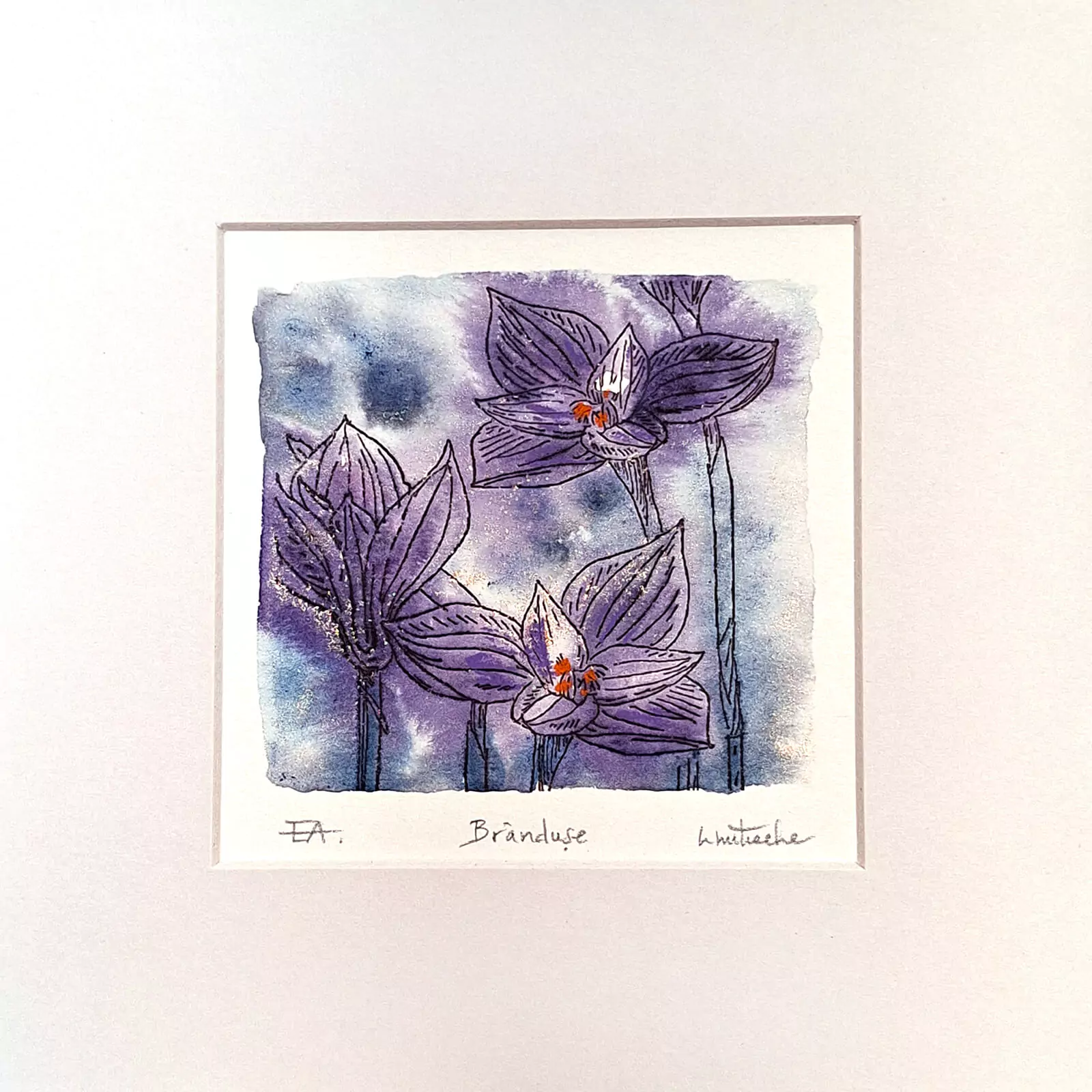Brândușe - gravură [3]