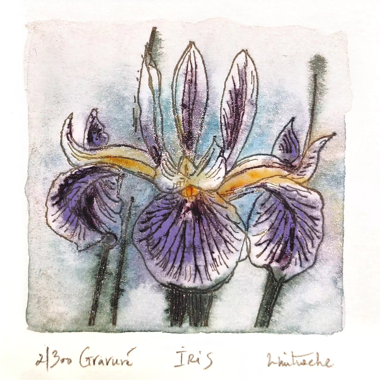 Iris - gravură [2]