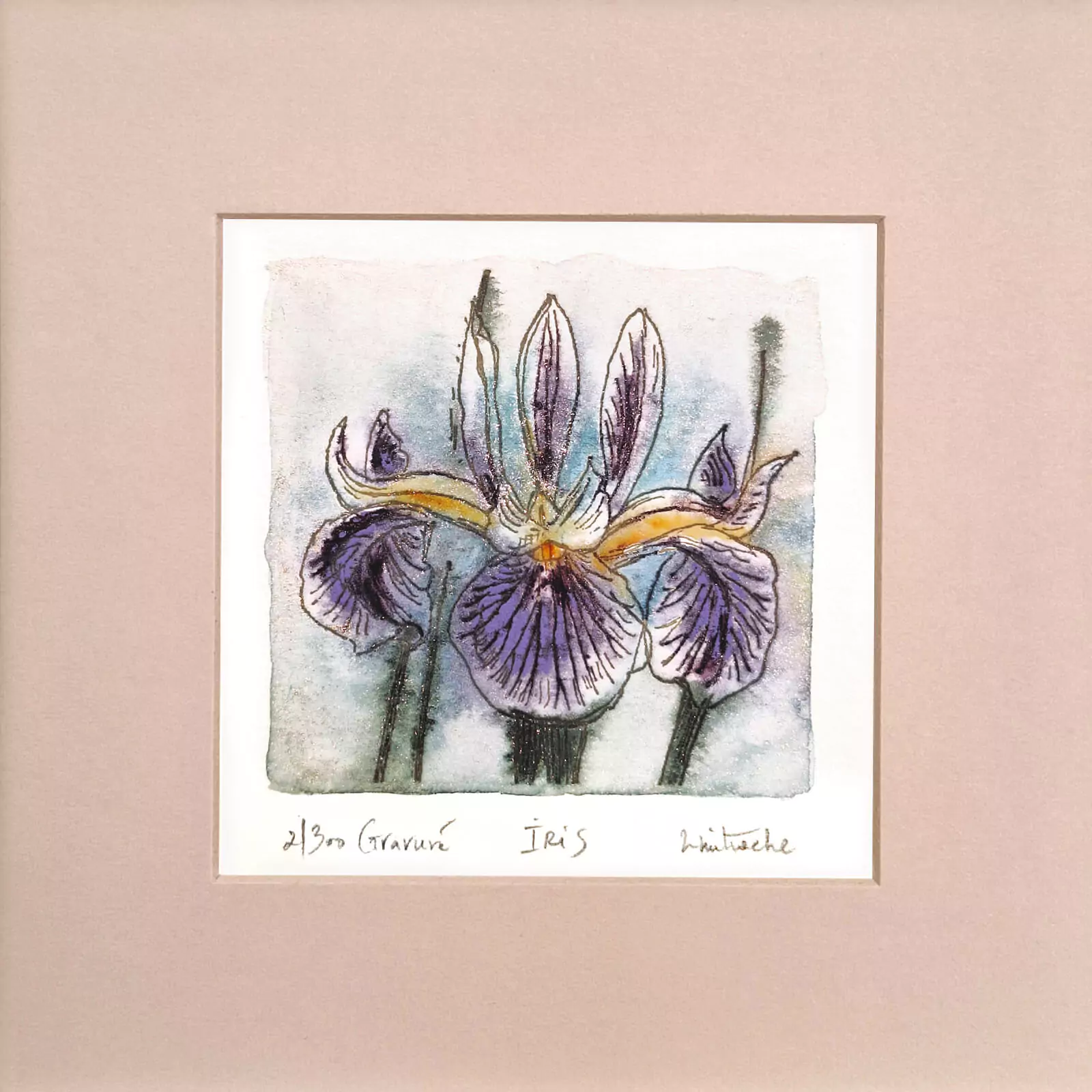 Iris - gravură [3]