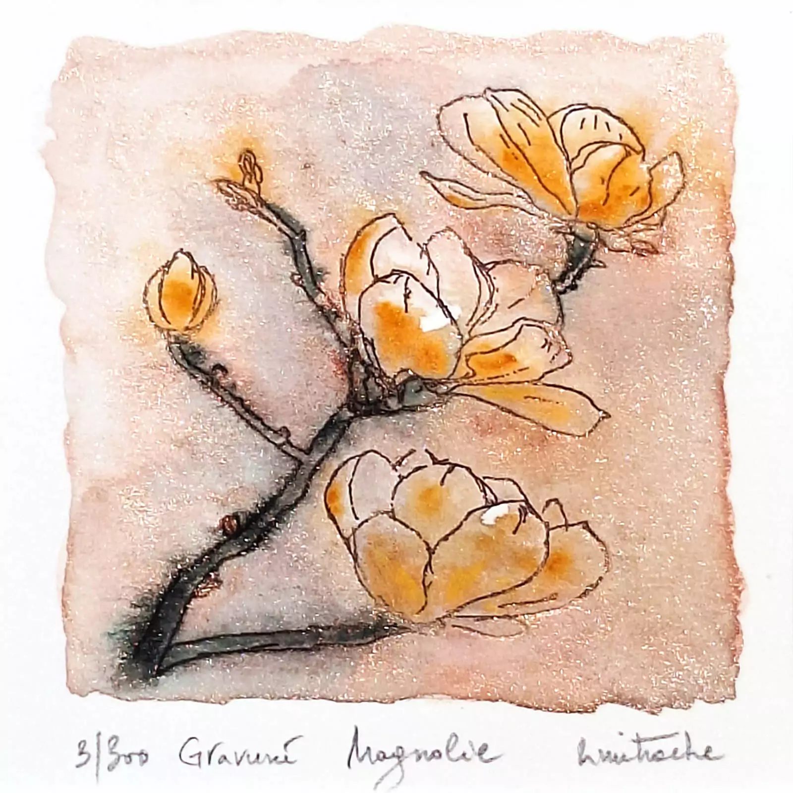 Magnolie galbenă - gravură [2]